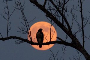 Harvest Moon Festival – Psychic/Holistic – October 7th Harvest Moon Festival – Psychic/Holistic – October 7th